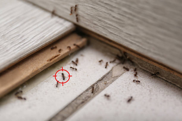 Best Pest Prevention Services  in Willard, MO