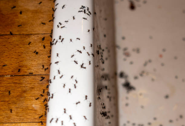 Best Flea Control Services  in Willard, MO