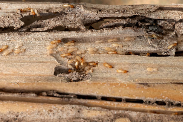 Best Bed Bug Extermination  in Willard, MO